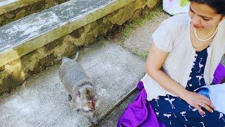 Monkey attack at Uluwatu temple Bali | #travelvlog