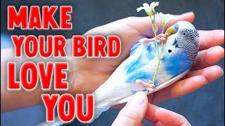 10 Ways to Make Your Bird Love You