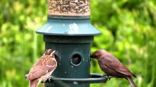 Squirrel Buster Plus squirrel-proof Bird Feeder by Brome Bird Care June 16/12