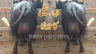 2  beautiful pure neeli ravi buffalo for sale in Punjab Pakistan on YouTube 15/7/2022