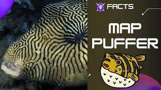 Map Puffer facts  Map Pufferfish  Scribbled Pufferfish  Kesho-fugu 