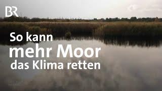 Welchen Beitrag können Moore als Klimaretter und Co2-Speicher leisten? |  Gut zu wissen | BR