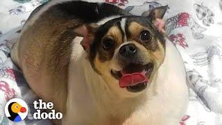 Chunky Chihuahua Loses Half His Body Weight | The Dodo
