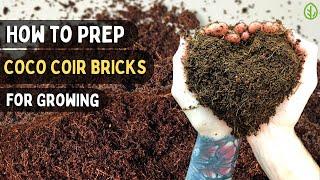 Preparing Coco Coir Bricks for Microgreens & Gardening: Quick Guide