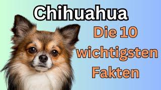 Chihuahua  Die 10 wichtigsten Fakten