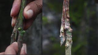Best Way To Grafting Mango Tree For Beginners