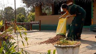 Peanut Harvesting Process || How To Cook Peanut Snacks Recipe Traditionally || The Traditional Life