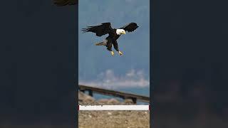 Eagle landing in super slow motion. Must see! Amazing example of aerodynamics in nature.