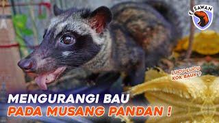 TIPS MENGURANGI BAU PADA MUSANG ! #SAWAN