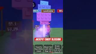 VALUABLE Giant Celestial Candy Blossom!