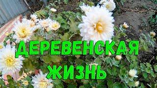 ДЕРЕВЕНСКАЯ ЖИЗНЬ НА КУБАНИ / Питерцы