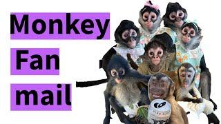 Let’s open the monkeys mail together! #monkeys