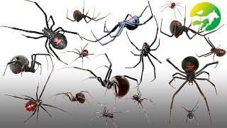 Learn The Black Widow Spider Classification - Characteristics of Animals