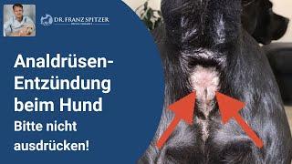 Entzündungen der Analdrüsen beim Hund - bitte NICHT ausdrücken!