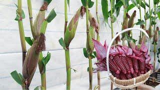 It's a pity if you don't know this method of growing purple corn on the terrace