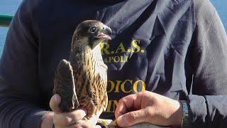 Le immagini della liberazione di un falco pellegrino a Capri