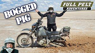 Bush Pig Bogged