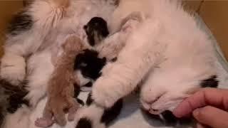 Alhamdulilah..hari ke 4 krucil krucil Caramel ku