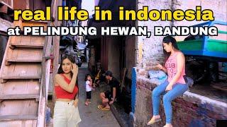 KEHIDUPAN SINGKAT di GANG TERSEMBUNYI PELINDUNG HEWAN, BANDUNG Indonesia WALK TOUR ALLEY BANDUNG