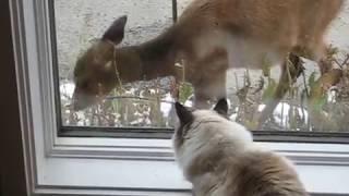 A Baby Fawn and Our Cat Lily Share the Pane