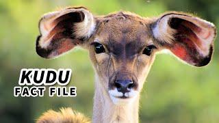 Kudu Facts: the ANTELOPE with SPIRAL HORNS  Animal Fact Files