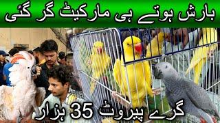 Lalukhet exotic birds market July 21, 2024 | Cheapest price birds market in karachi pakistan