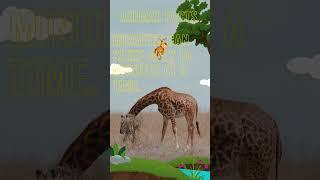 Giraffes #didyouknow #educational #factsoftheday
