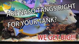 Are Naso Tangs Right for Your Tank?