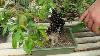 Jaboticaba - Myrciaria cauliflora