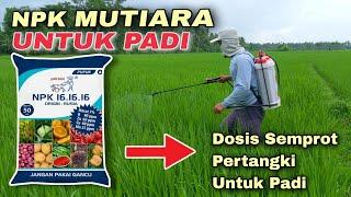 Dosis Pupuk NPK Mutiara Pertangki 16 Liter Untuk Padi