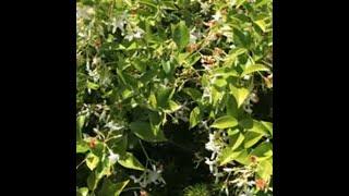 Trachelospermum jasminoides (confederate jasmine, star jasmine)