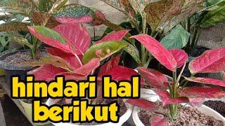 tips merawat aglonema bagi pemula