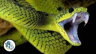 Why Is Snake Venom So Deadly?