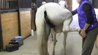 Equine osteopathic evaluation before and after release of tight ovaries