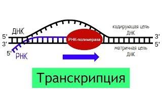 Синтез белка: транскрипция | самое простое объяснение