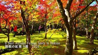 6 choices of autumn leaves in Hakone, beautiful moss gardens, shrines, temples, etc.