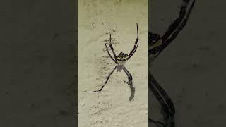 Different spider ️ in village || wildlife videos || nature videos || #shorts #spider