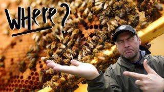 Fool Proof Method To Test If There Is A Queen In Your Beehive