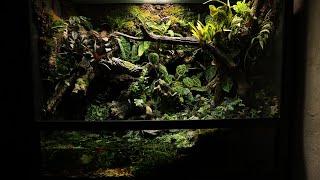 Build a 1.5 meter Tropical Jungle Paludarium | 개구리를 위한 1.5미터 트로피칼 정글 팔루다리움 만들기