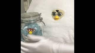 Long Furby learns to open a jar