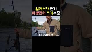 알래스카 현지 야생연어 크기수준