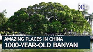 A Thousand-Year-Old Banyan Tree | Amazing Places in China