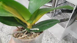 This ROT can KILL an orchid in 2 days! EMERGENCY treatment of orchids.