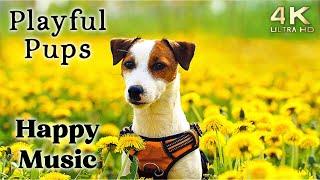 Cute 4K Dogs and Puppy Mood Booster TV Background, Happy Ambient Music Ambience - Upbeat