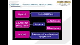 Болезнь Лайма: современный взгляд на проблему