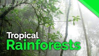 Tropical Rainforest Characteristics | AQA GCSE 9-1 Geography