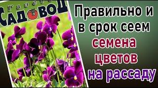 Правильно и в срок сеем семена цветов на рассаду