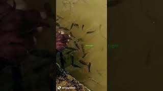 fish #jailer #anirudh #leo #lokeshgamer #viralvideo #vijay #rajinikanth