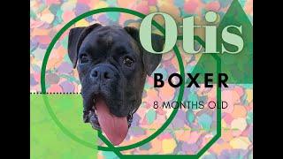 Allentown Dog Trainers ||| OLK9 Lehigh Valley ||| 8 Month Old Boxer, Otis