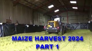 MAIZE HARVEST 2024 PART 1